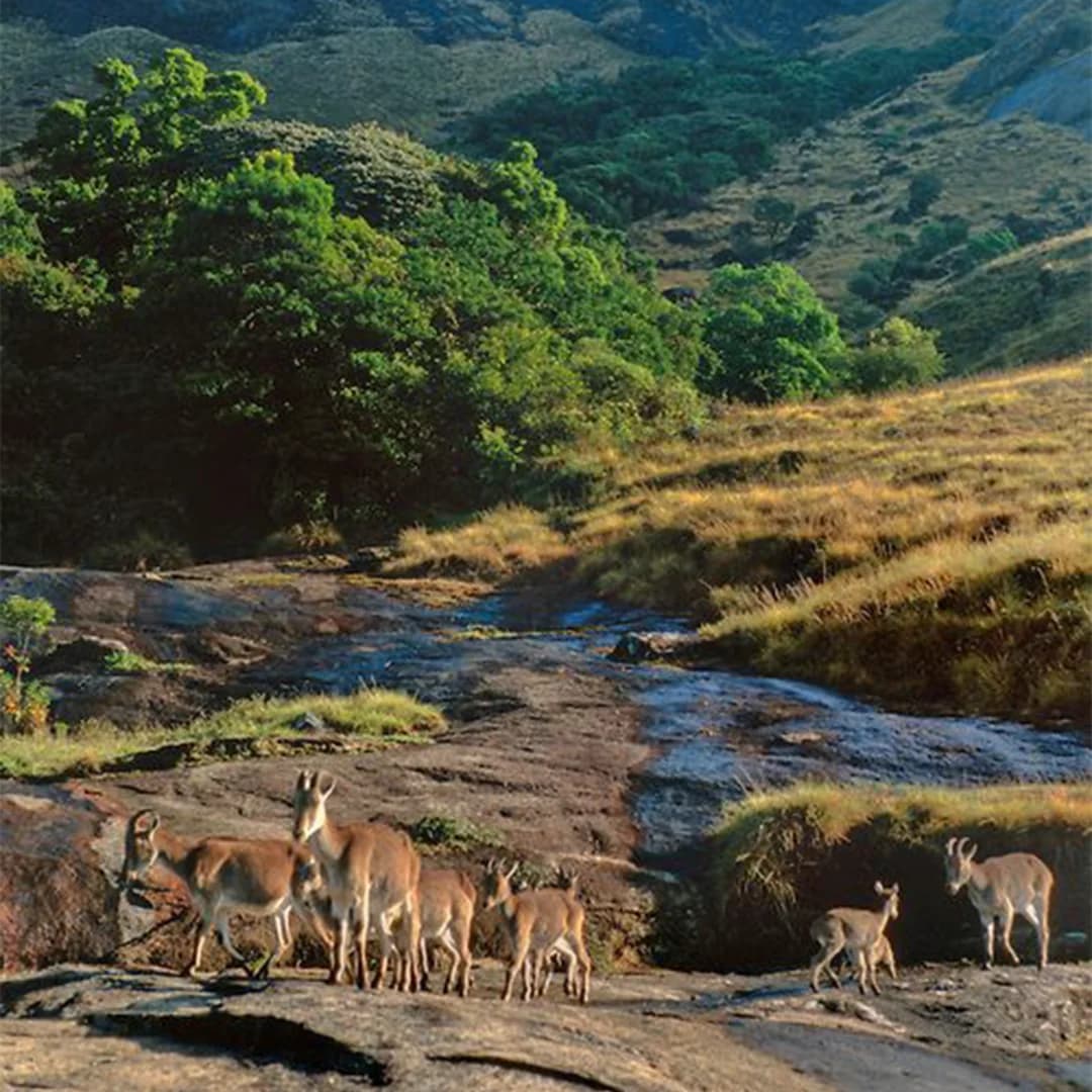 Cover image for Eravikulam Wilderness & Camp Retreat at Munnar